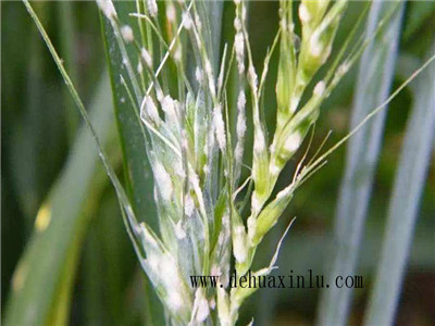小麦白粉病 防治方法