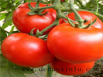番茄喷啥叶面肥高产
