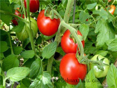 番茄叶面肥使用技术与方法