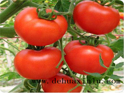 番茄叶面肥用法
