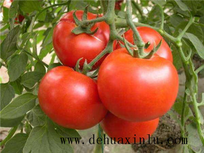 西红柿坐果后施肥