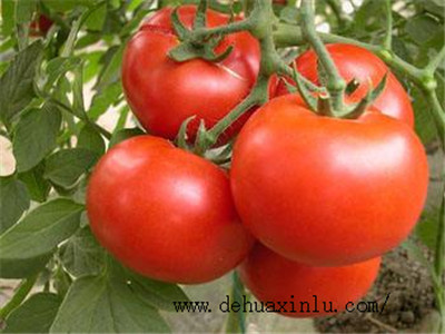 西红柿坐果后施肥
