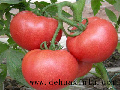西红柿水溶肥用法