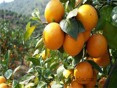 种柑橘用什么肥料