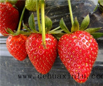 草莓水溶肥用法用量