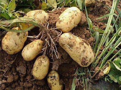 土豆叶面肥作用