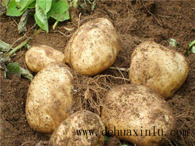 土豆叶面肥用法