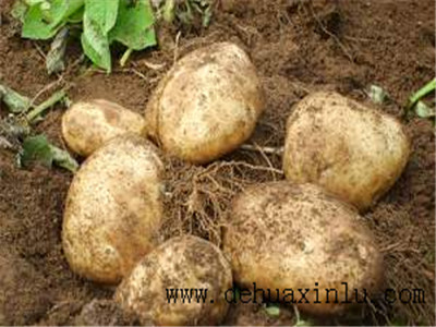 土豆叶面肥喷施方法 