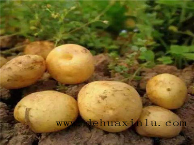 土豆叶面肥施用指南