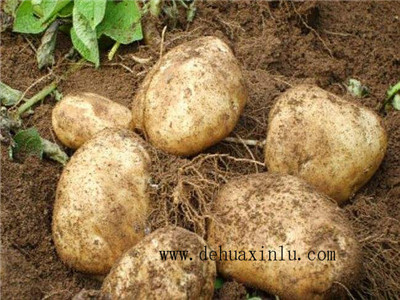 土豆专用叶面肥