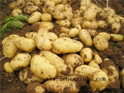 土豆叶面肥使用时间及方法