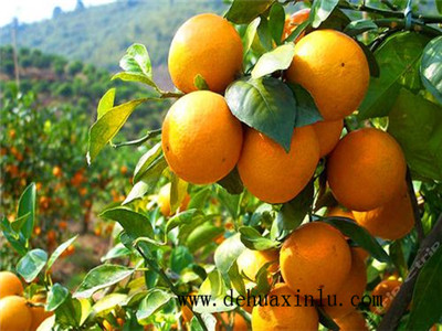 柑橘结果喷什么叶面肥好