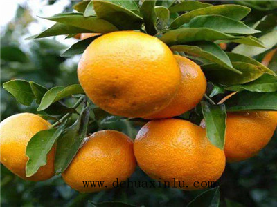柑橘需肥特性及时间