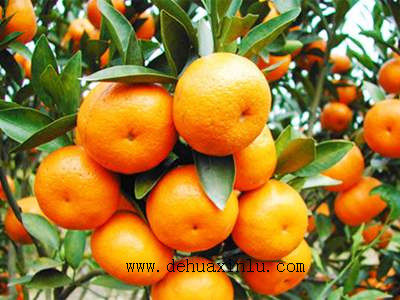 柑橘专用叶面肥使用方法 