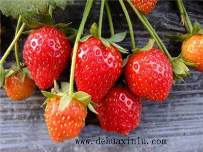 草莓如何科学施肥