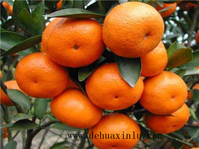 柑橘专用水溶肥
