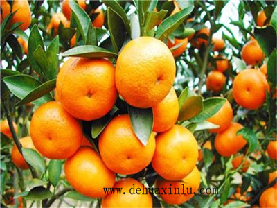 柑橘水溶肥用法