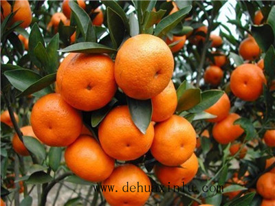 柑橘幼苗如何施肥
