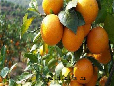 柑橘水溶肥使用方法