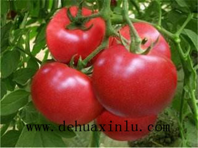 西红柿彭果用什么肥