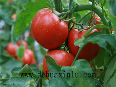 西红柿水溶肥用法 