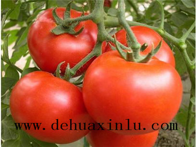 西红柿水溶肥作用
