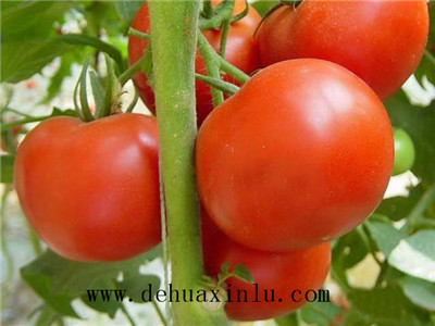 西红柿膨大需要什么