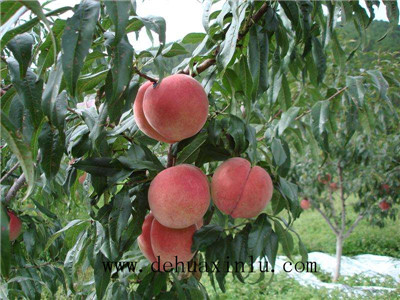 桃树水溶肥用量用法