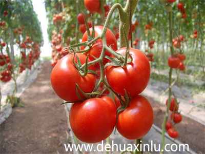 番茄配方施肥技术