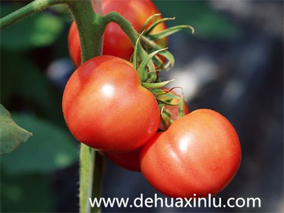 西红柿水溶肥使用方法