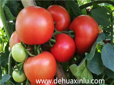 西红柿用什么肥长的快